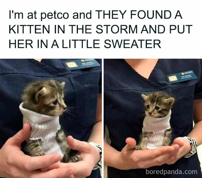 50 Adorable Memes That Prove Just How Special Cats Are