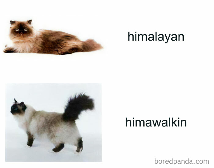 50 Adorable Memes That Prove Just How Special Cats Are