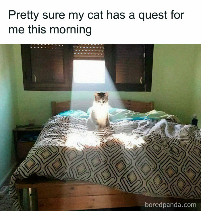50 Adorable Memes That Prove Just How Special Cats Are