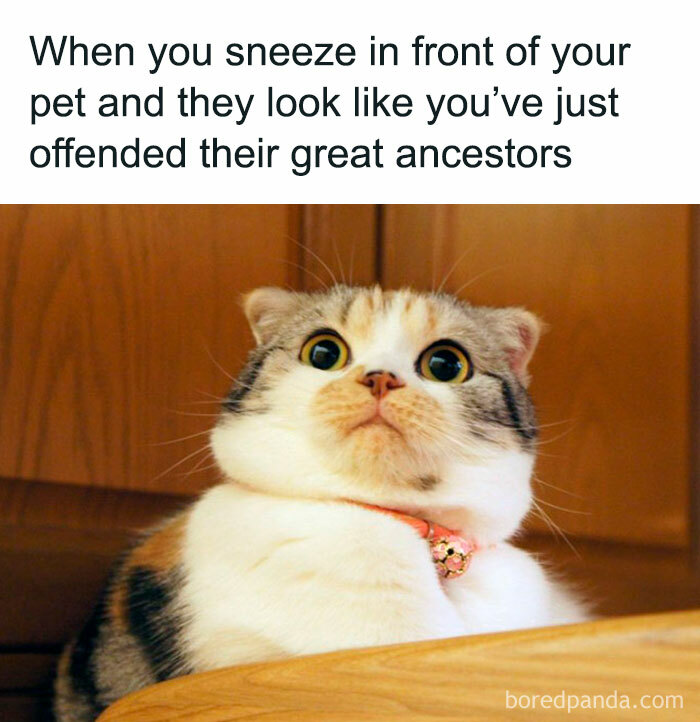 50 Adorable Memes That Prove Just How Special Cats Are