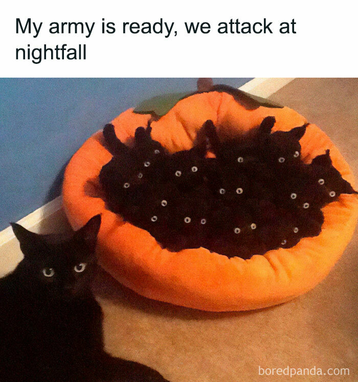 50 Adorable Memes That Prove Just How Special Cats Are