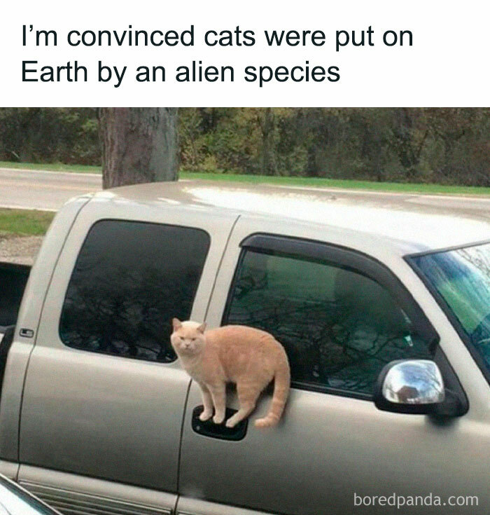 50 Adorable Memes That Prove Just How Special Cats Are