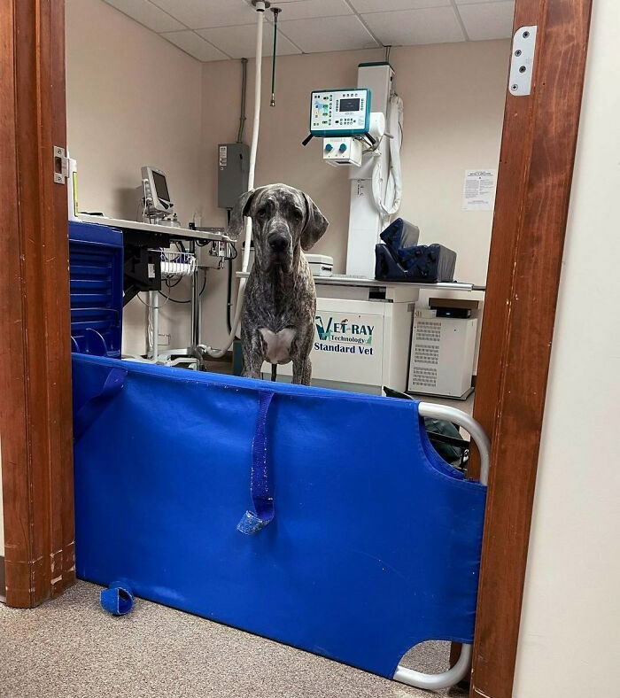 Veterinarians Share The Funniest And Strangest Moments They’ve Ever Had On The Job (New Pics) Veterinarians Share The Funniest And Strangest Moments They’ve Ever Had On The Job (New Pics)