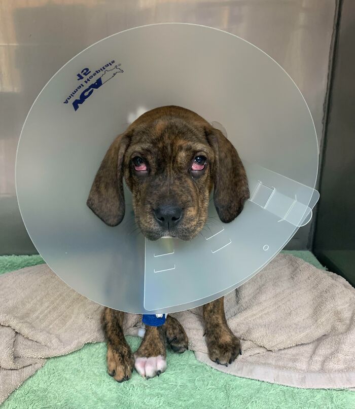 Veterinarians Share The Funniest And Strangest Moments They’ve Ever Had On The Job (New Pics) Veterinarians Share The Funniest And Strangest Moments They’ve Ever Had On The Job (New Pics)