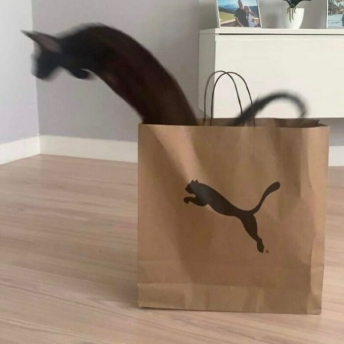 50 Times Animals Acted So Weird They Ended Up On The “Not My Animal” Page (New Pics) 50 Times Animals Acted So Weird They Ended Up On The “Not My Animal” Page (New Pics)