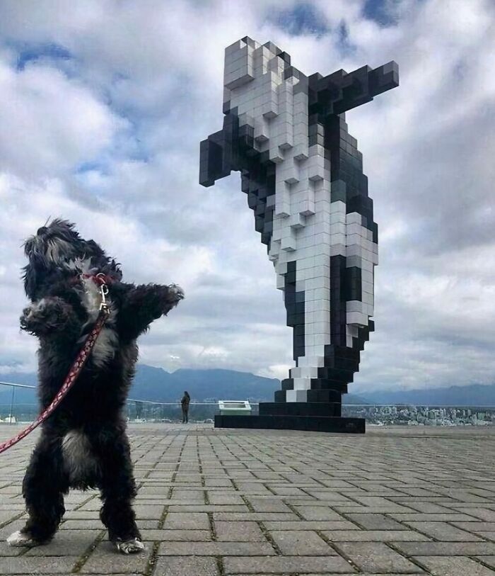 50 Times Animals Acted So Weird They Ended Up On The “Not My Animal” Page (New Pics) 50 Times Animals Acted So Weird They Ended Up On The “Not My Animal” Page (New Pics)