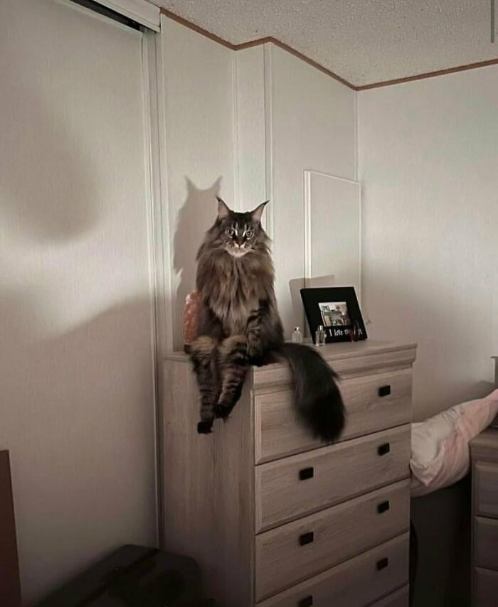 50 Times Animals Acted So Weird They Ended Up On The “Not My Animal” Page (New Pics) 50 Times Animals Acted So Weird They Ended Up On The “Not My Animal” Page (New Pics)