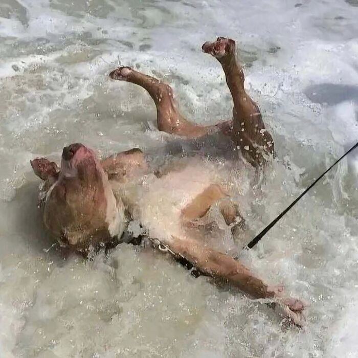 50 Times Animals Acted So Weird They Ended Up On The “Not My Animal” Page (New Pics) 50 Times Animals Acted So Weird They Ended Up On The “Not My Animal” Page (New Pics)