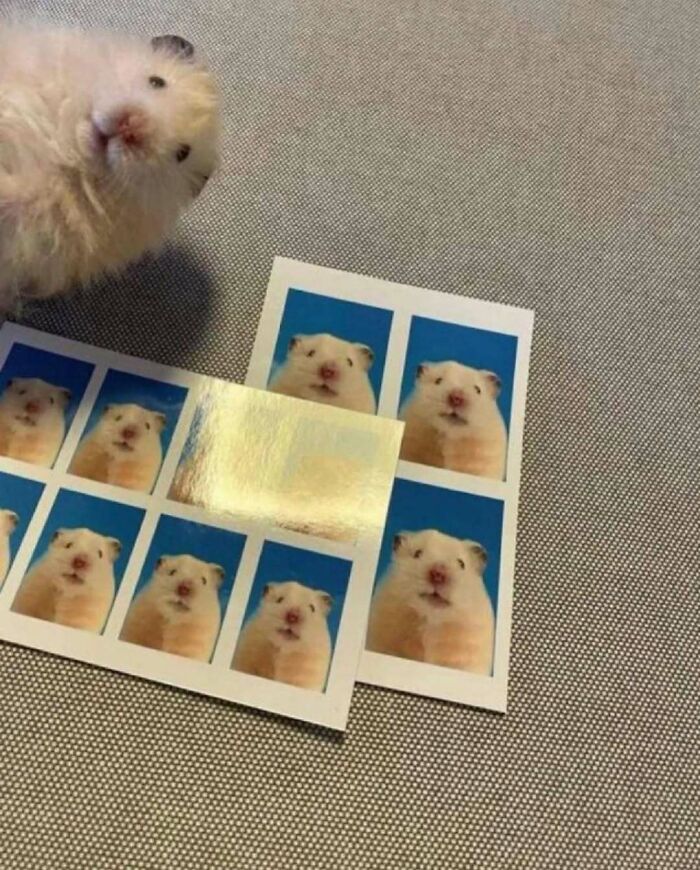 50 Times Animals Acted So Weird They Ended Up On The “Not My Animal” Page (New Pics) 50 Times Animals Acted So Weird They Ended Up On The “Not My Animal” Page (New Pics)