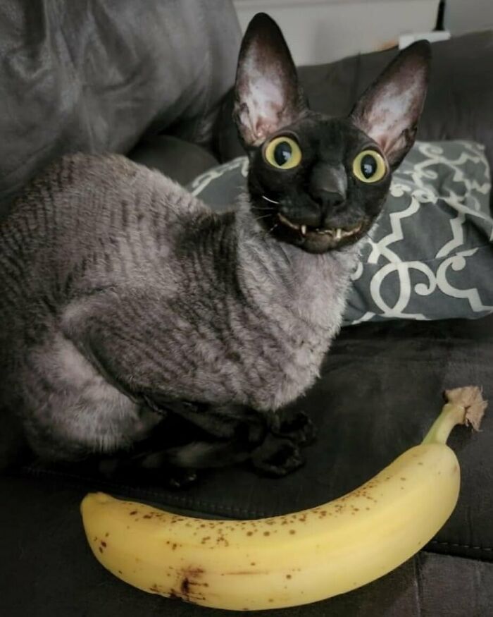 50 Times Animals Acted So Weird They Ended Up On The “Not My Animal” Page (New Pics) 50 Times Animals Acted So Weird They Ended Up On The “Not My Animal” Page (New Pics)