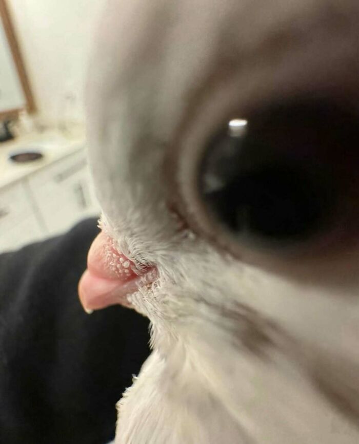 50 Times Animals Acted So Weird They Ended Up On The “Not My Animal” Page (New Pics) 50 Times Animals Acted So Weird They Ended Up On The “Not My Animal” Page (New Pics)