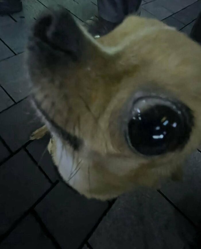 50 Times Animals Acted So Weird They Ended Up On The “Not My Animal” Page (New Pics) 50 Times Animals Acted So Weird They Ended Up On The “Not My Animal” Page (New Pics)