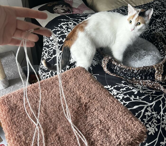 Things Cats Presented To Their Owners Very Proudly (30 Examples) Things Cats Presented To Their Owners Very Proudly (30 Examples)