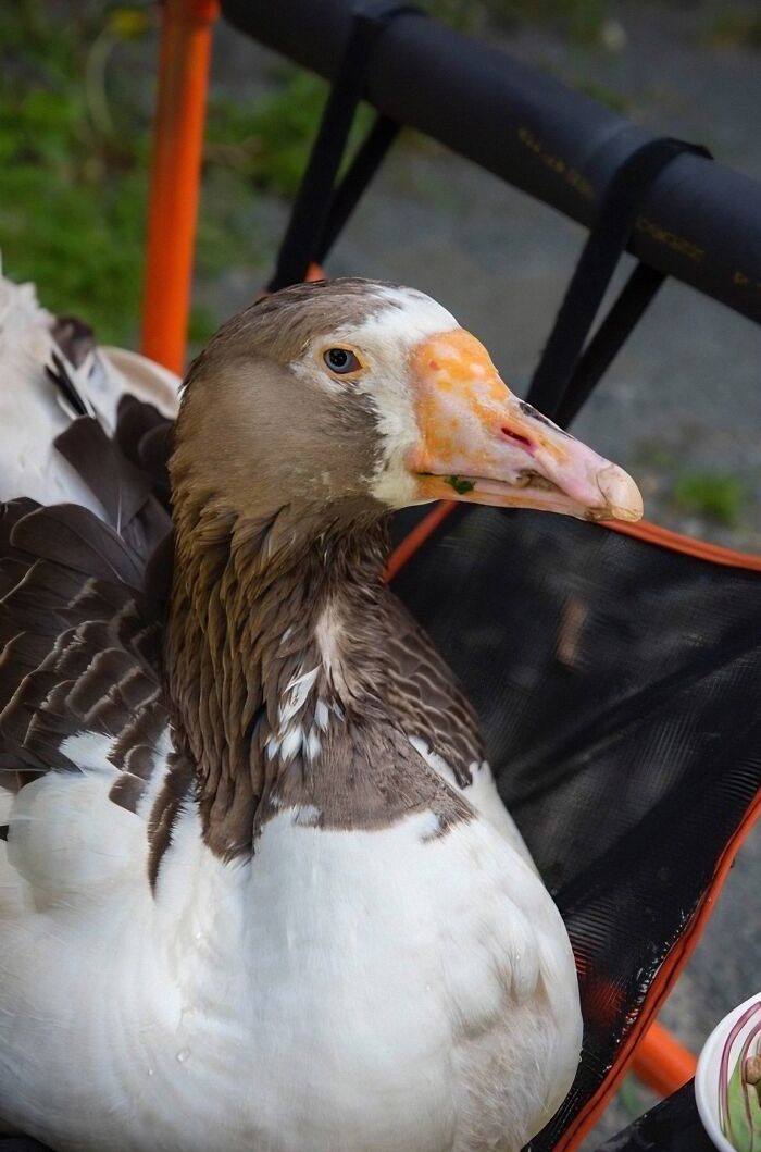 Meet Zeus: The Goose Whose Unstoppable Will Defied All Odds Meet Zeus: The Goose Whose Unstoppable Will Defied All Odds