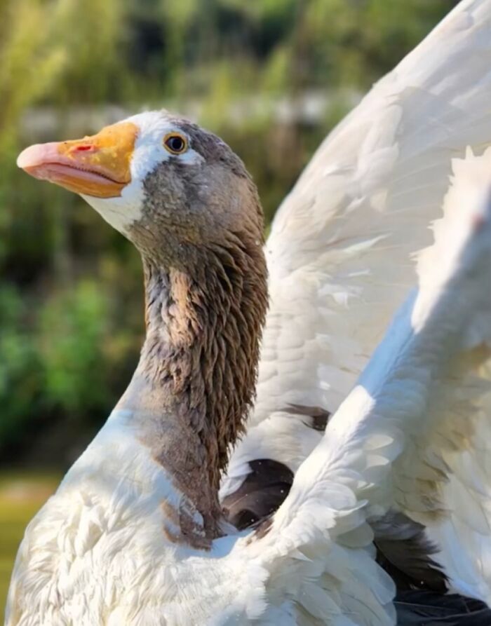 Meet Zeus: The Goose Whose Unstoppable Will Defied All Odds Meet Zeus: The Goose Whose Unstoppable Will Defied All Odds