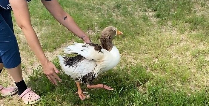 Meet Zeus: The Goose Whose Unstoppable Will Defied All Odds Meet Zeus: The Goose Whose Unstoppable Will Defied All Odds