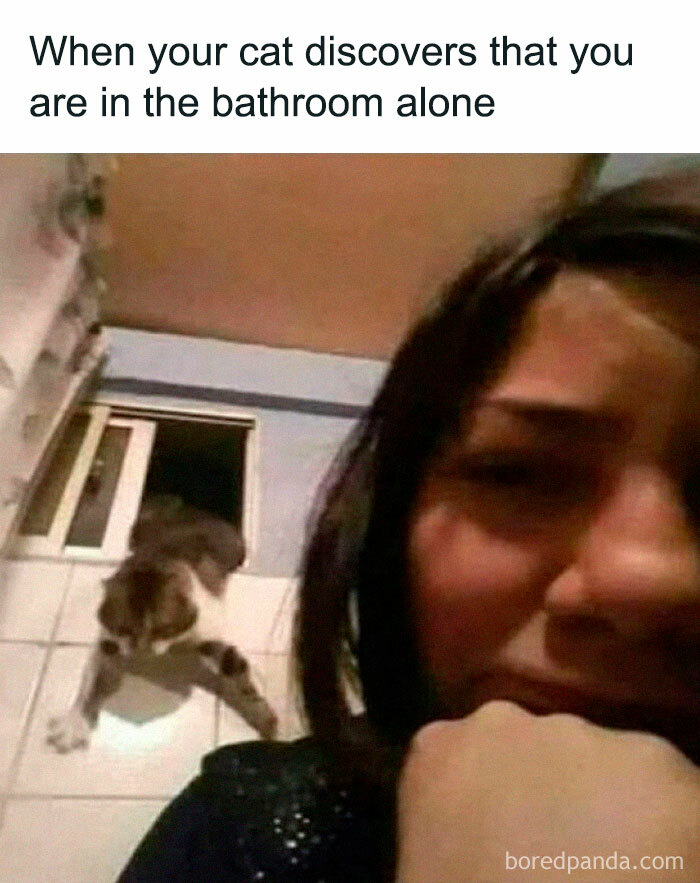 If You Need A Laugh, These 50 Cat Memes Have You Covered If You Need A Laugh, These 50 Cat Memes Have You Covered