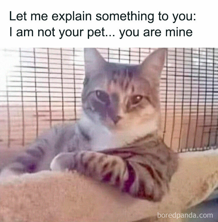 If You Need A Laugh, These 50 Cat Memes Have You Covered If You Need A Laugh, These 50 Cat Memes Have You Covered