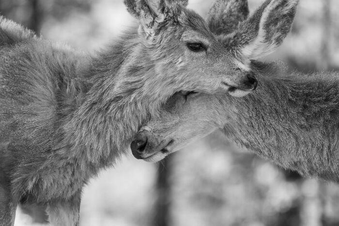 74 Photos That Capture Animals At Their Most Majestic 74 Photos That Capture Animals At Their Most Majestic