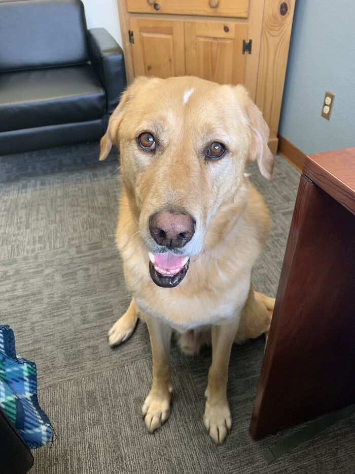 Hey Pandas, Share A Photo Of Your Dog Smiling Hey Pandas, Share A Photo Of Your Dog Smiling