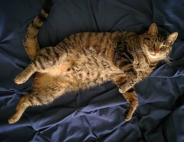 Man Built A Cat Cam To Track His Pet, What It Captured Is Pure Gold Man Built A Cat Cam To Track His Pet, What It Captured Is Pure Gold