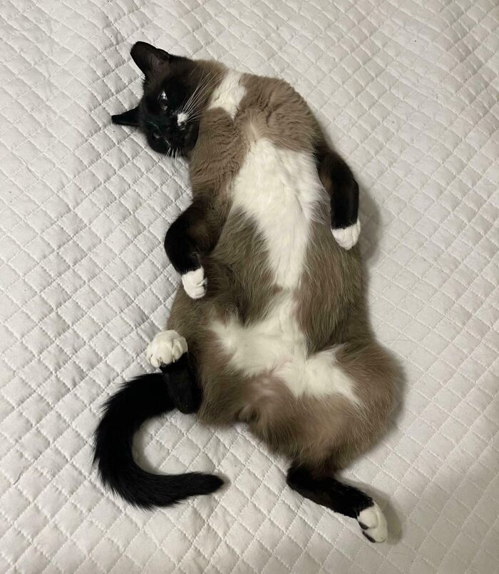 50 Cat Parents Share Some Of The Most Hilarious Pics Of Their Kitties’ Bellies 50 Cat Parents Share Some Of The Most Hilarious Pics Of Their Kitties’ Bellies