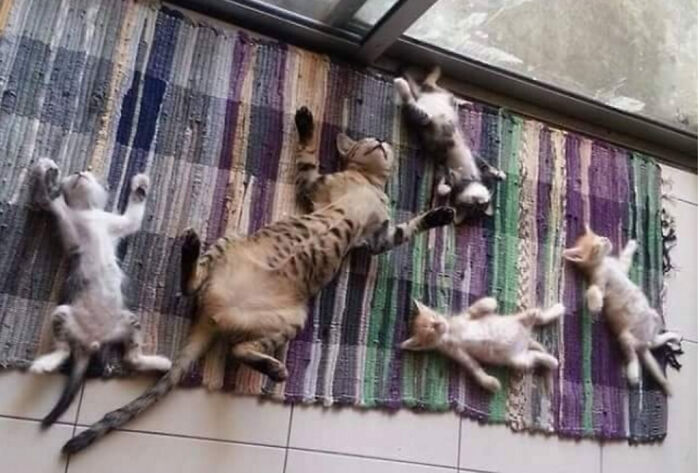 50 Cat Parents Share Some Of The Most Hilarious Pics Of Their Kitties’ Bellies 50 Cat Parents Share Some Of The Most Hilarious Pics Of Their Kitties’ Bellies