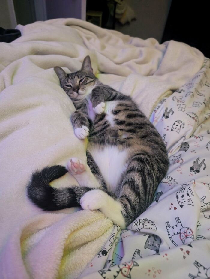 50 Cat Parents Share Some Of The Most Hilarious Pics Of Their Kitties’ Bellies 50 Cat Parents Share Some Of The Most Hilarious Pics Of Their Kitties’ Bellies