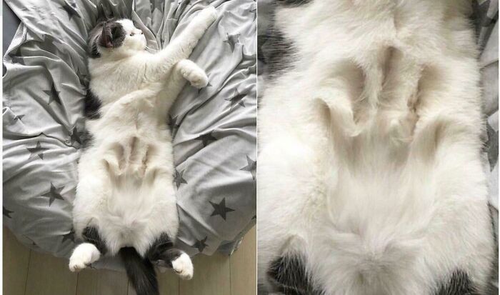 50 Cat Parents Share Some Of The Most Hilarious Pics Of Their Kitties’ Bellies 50 Cat Parents Share Some Of The Most Hilarious Pics Of Their Kitties’ Bellies