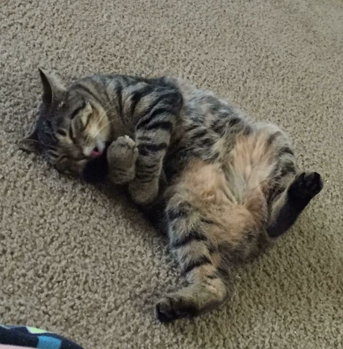 50 Cat Parents Share Some Of The Most Hilarious Pics Of Their Kitties’ Bellies 50 Cat Parents Share Some Of The Most Hilarious Pics Of Their Kitties’ Bellies