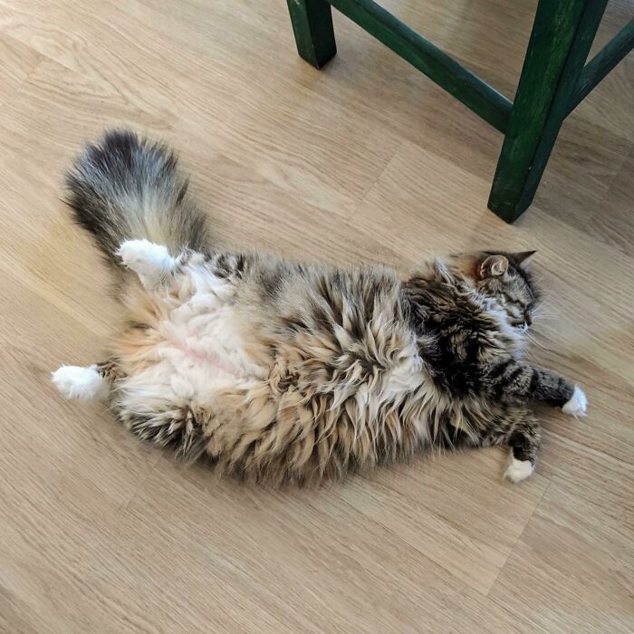 50 Cat Parents Share Some Of The Most Hilarious Pics Of Their Kitties’ Bellies 50 Cat Parents Share Some Of The Most Hilarious Pics Of Their Kitties’ Bellies