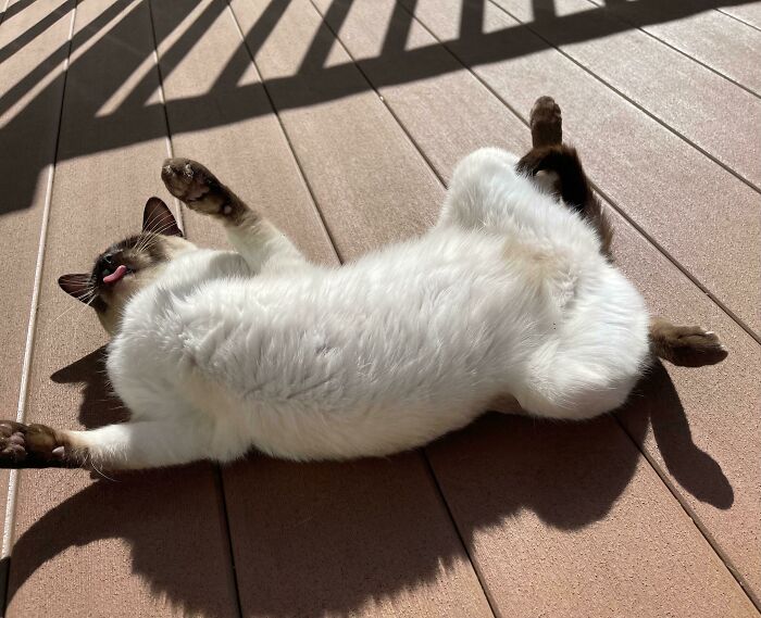 50 Cat Parents Share Some Of The Most Hilarious Pics Of Their Kitties’ Bellies 50 Cat Parents Share Some Of The Most Hilarious Pics Of Their Kitties’ Bellies