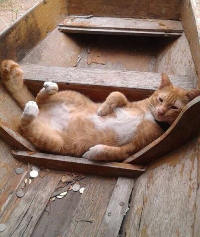 50 Cat Parents Share Some Of The Most Hilarious Pics Of Their Kitties’ Bellies 50 Cat Parents Share Some Of The Most Hilarious Pics Of Their Kitties’ Bellies