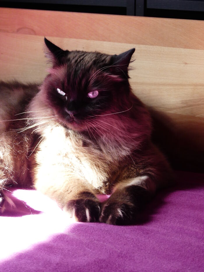 My 39 Favorite Cat Photos I’ve Ever Taken My 39 Favorite Cat Photos I’ve Ever Taken