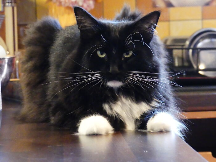 My 39 Favorite Cat Photos I’ve Ever Taken My 39 Favorite Cat Photos I’ve Ever Taken