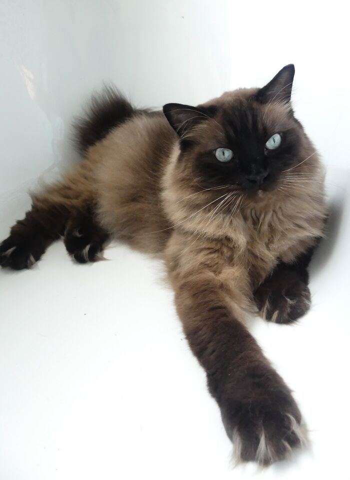 My 39 Favorite Cat Photos I’ve Ever Taken My 39 Favorite Cat Photos I’ve Ever Taken