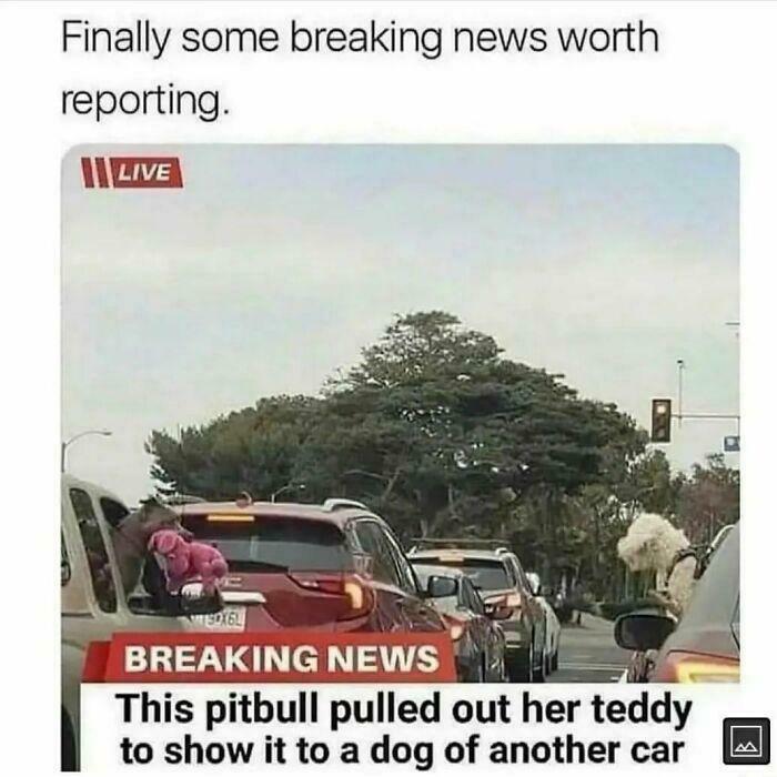 These 44 Dog Memes Are So Funny, You Might Forget Your Own Problems These 44 Dog Memes Are So Funny, You Might Forget Your Own Problems