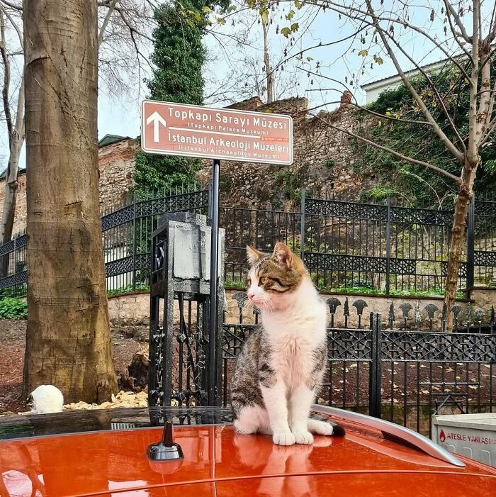 78 Wholesome Pics That Show Why Istanbul Is the World’s True “City Of Cats” 78 Wholesome Pics That Show Why Istanbul Is the World’s True “City Of Cats”