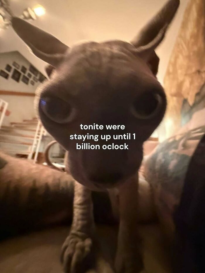 80 Entertaining Posts And Memes To Help Fight Boredom And Sadness