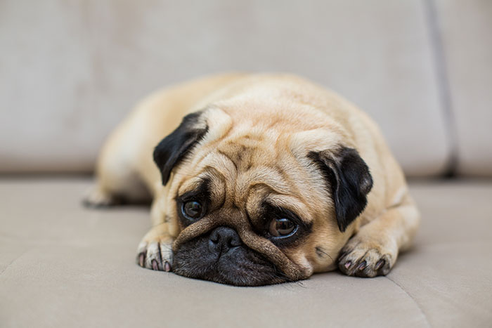 Sister Hates How Woman Treats Her Pug, Decides To Gift Him Away In Secret: “What Can We Do About It?” Sister Hates How Woman Treats Her Pug, Decides To Gift Him Away In Secret: “What Can We Do About It?”