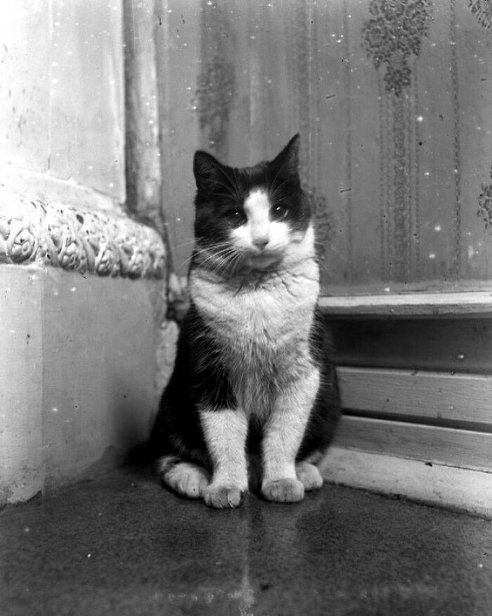 128 Weird Photos From The Victorian Era That Prove It Really Was A Different Time 128 Weird Photos From The Victorian Era That Prove It Really Was A Different Time