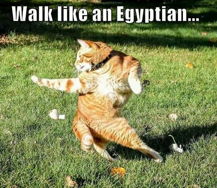 75 Hilarious Ancient Egypt Memes You Don’t Need To Know Hieroglyphics To Understand 75 Hilarious Ancient Egypt Memes You Don’t Need To Know Hieroglyphics To Understand