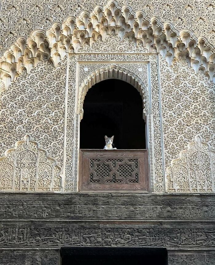 80 Times People’s Days Were Made By Kitties Sitting By The Window (New Pics) 80 Times People’s Days Were Made By Kitties Sitting By The Window (New Pics)