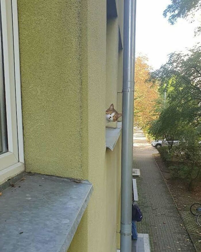 80 Times People’s Days Were Made By Kitties Sitting By The Window (New Pics) 80 Times People’s Days Were Made By Kitties Sitting By The Window (New Pics)