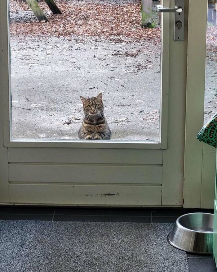 80 Times People’s Days Were Made By Kitties Sitting By The Window (New Pics) 80 Times People’s Days Were Made By Kitties Sitting By The Window (New Pics)