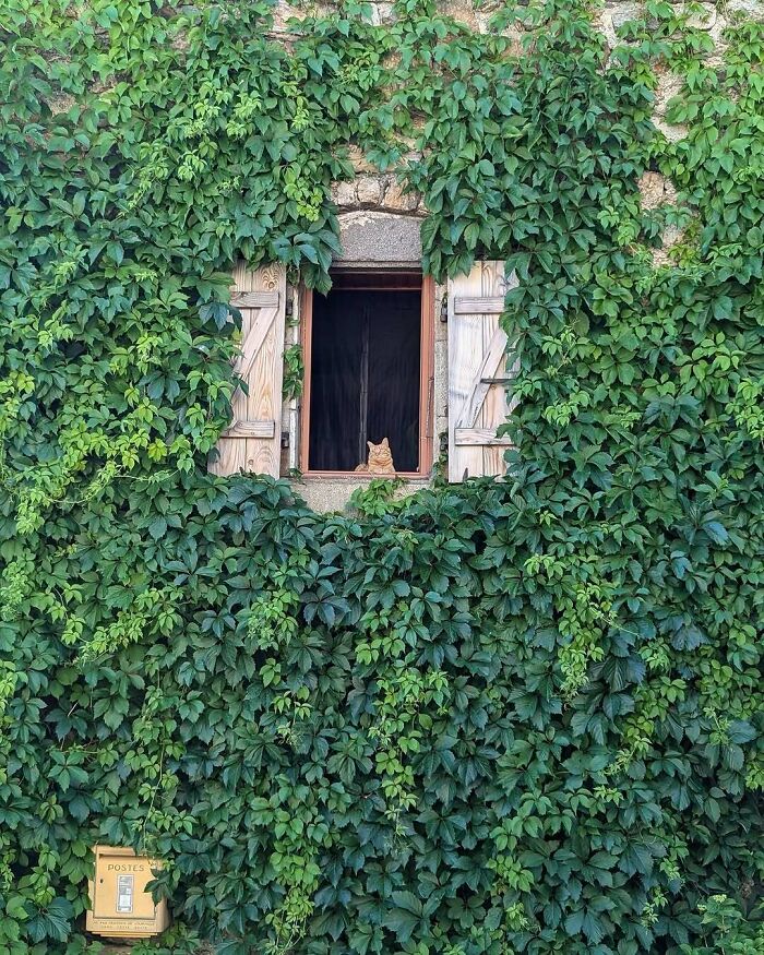 80 Times People’s Days Were Made By Kitties Sitting By The Window (New Pics) 80 Times People’s Days Were Made By Kitties Sitting By The Window (New Pics)