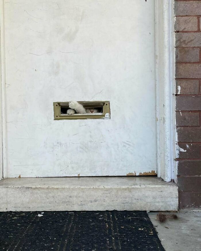 80 Times People’s Days Were Made By Kitties Sitting By The Window (New Pics) 80 Times People’s Days Were Made By Kitties Sitting By The Window (New Pics)