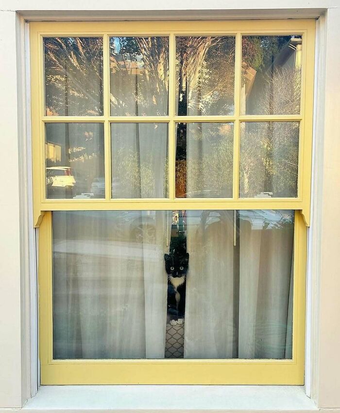 80 Times People’s Days Were Made By Kitties Sitting By The Window (New Pics) 80 Times People’s Days Were Made By Kitties Sitting By The Window (New Pics)