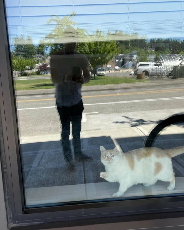 80 Times People’s Days Were Made By Kitties Sitting By The Window (New Pics) 80 Times People’s Days Were Made By Kitties Sitting By The Window (New Pics)
