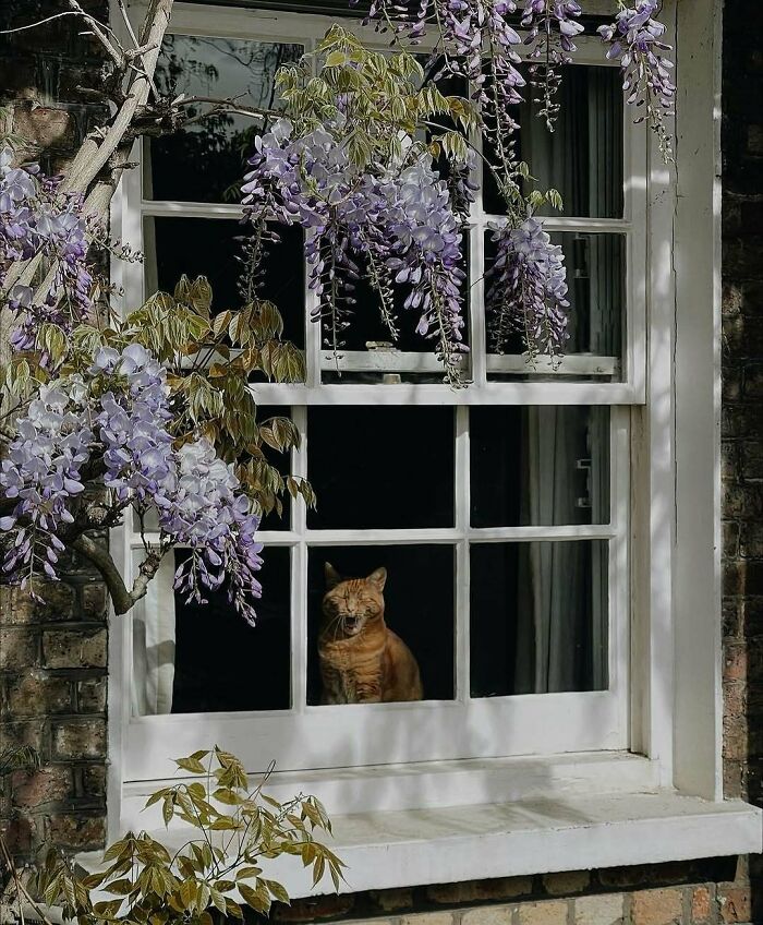 80 Times People’s Days Were Made By Kitties Sitting By The Window (New Pics) 80 Times People’s Days Were Made By Kitties Sitting By The Window (New Pics)